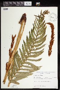 Osmundastrum cinnamomeum image