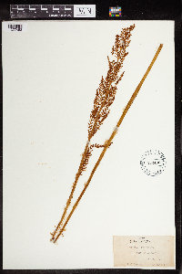 Osmundastrum cinnamomeum image