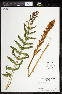 Osmundastrum cinnamomeum image