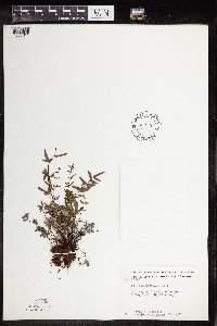 Pellaea glabella subsp. glabella image