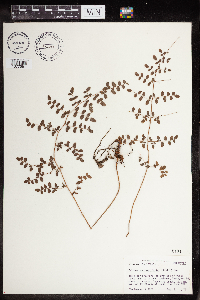 Image of Pellaea andromedifolia