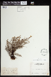 Pellaea mucronata image