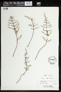 Pellaea truncata image