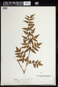 Image of Cheilanthes viridis
