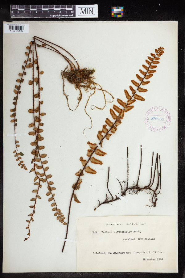 Pellaea rotundifolia image