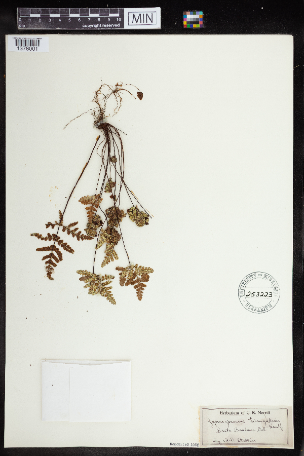 Pentagramma triangularis image