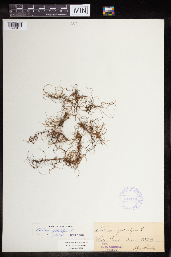 Calamistrum globuliferum image