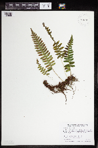 Polypodium virginianum image