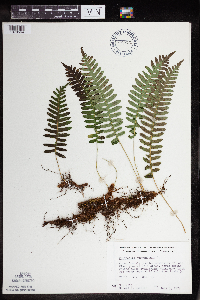 Polypodium virginianum image