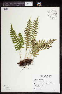 Polypodium virginianum image