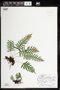 Polypodium virginianum image