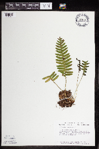 Polypodium virginianum image