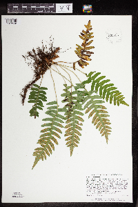 Polypodium virginianum image