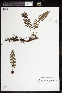 Polypodium virginianum image