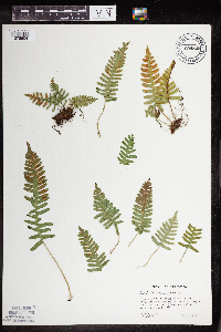 Polypodium virginianum image