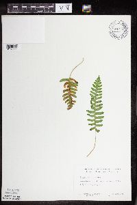 Polypodium virginianum image