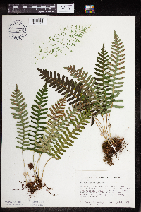 Polypodium virginianum image