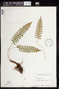 Polypodium virginianum image