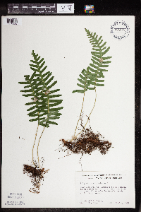 Polypodium virginianum image