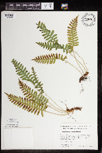 Polypodium virginianum image