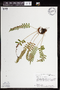 Polypodium virginianum image