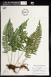 Polypodium virginianum image