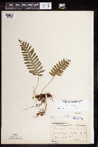 Polypodium virginianum image