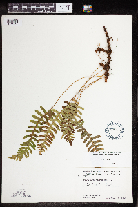 Polypodium virginianum image