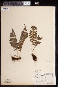 Polypodium virginianum image