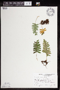 Polypodium virginianum image