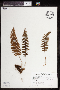 Polypodium virginianum image