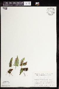 Polypodium virginianum image