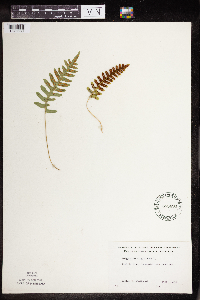 Polypodium virginianum image