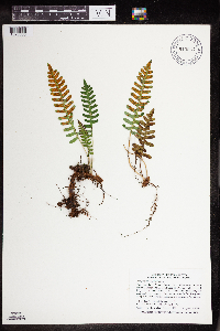 Polypodium virginianum image