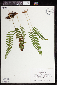 Polypodium virginianum image