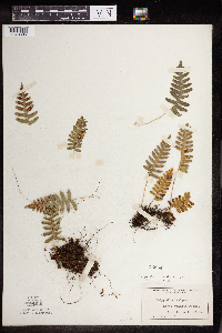 Polypodium virginianum image