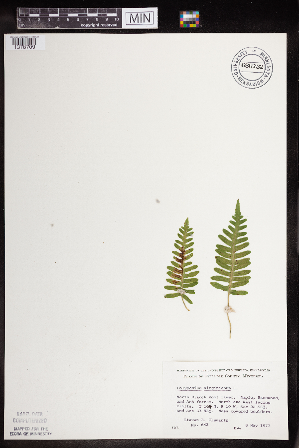 Polypodium virginianum image