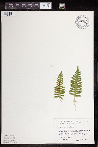 Polypodium virginianum image