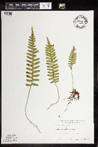 Polypodium virginianum image