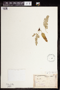 Polypodium virginianum image