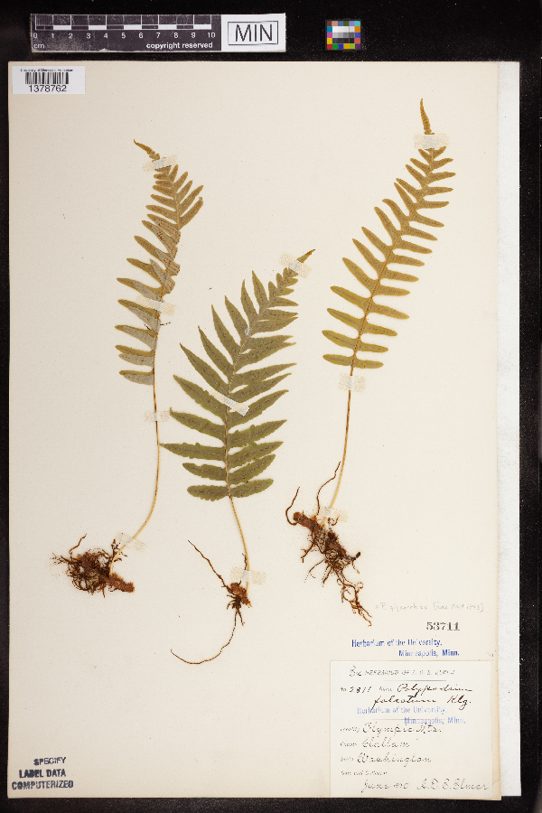 Polypodium glycyrrhiza image