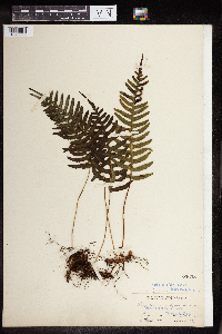 Polypodium virginianum image