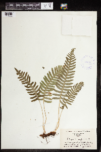 Polypodium virginianum image