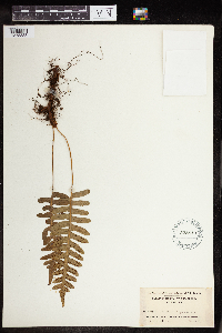 Polypodium virginianum image