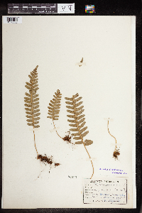 Polypodium virginianum image