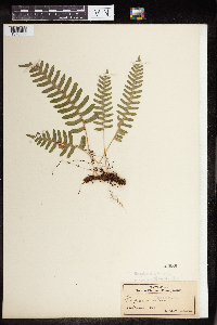 Polypodium virginianum image