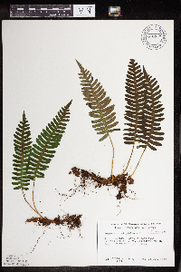 Polypodium virginianum image