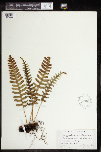 Polypodium virginianum image