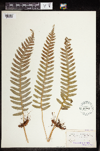 Polypodium virginianum image