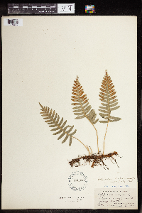 Polypodium virginianum image